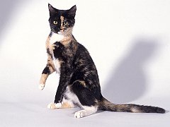 Wesley, Calico Kitten